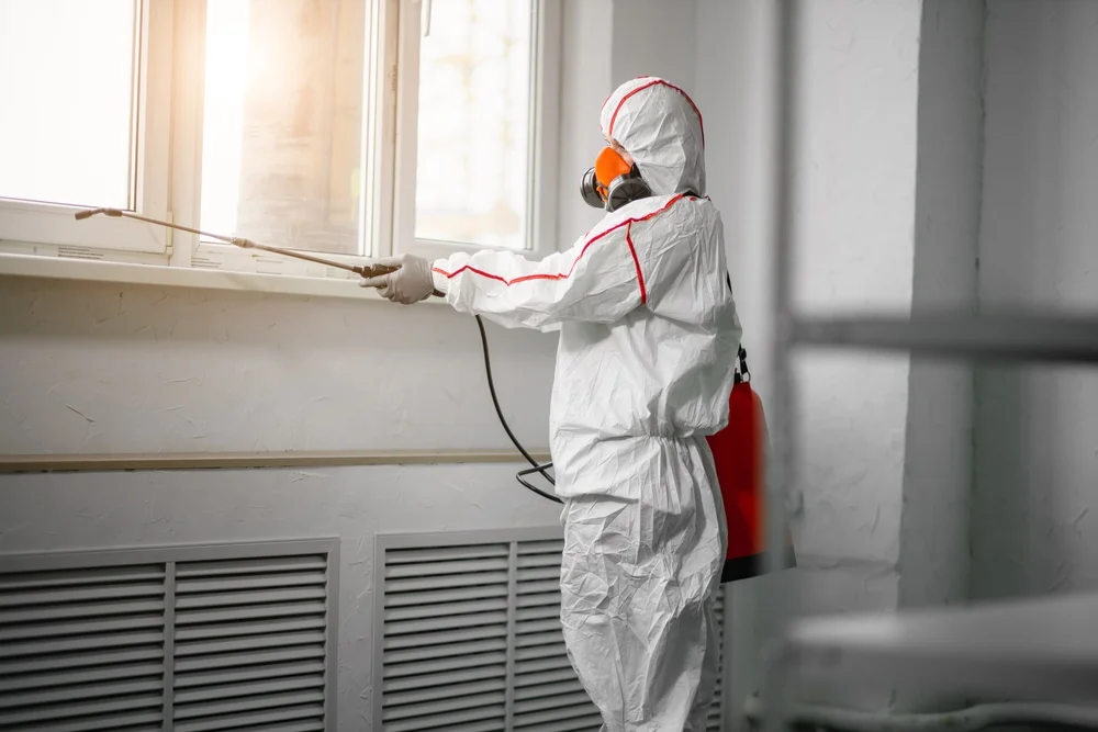 Professional mold remediation services in Mentone, CA
